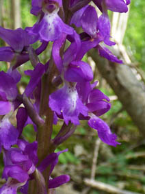 Orchis mascula 'purpurea'